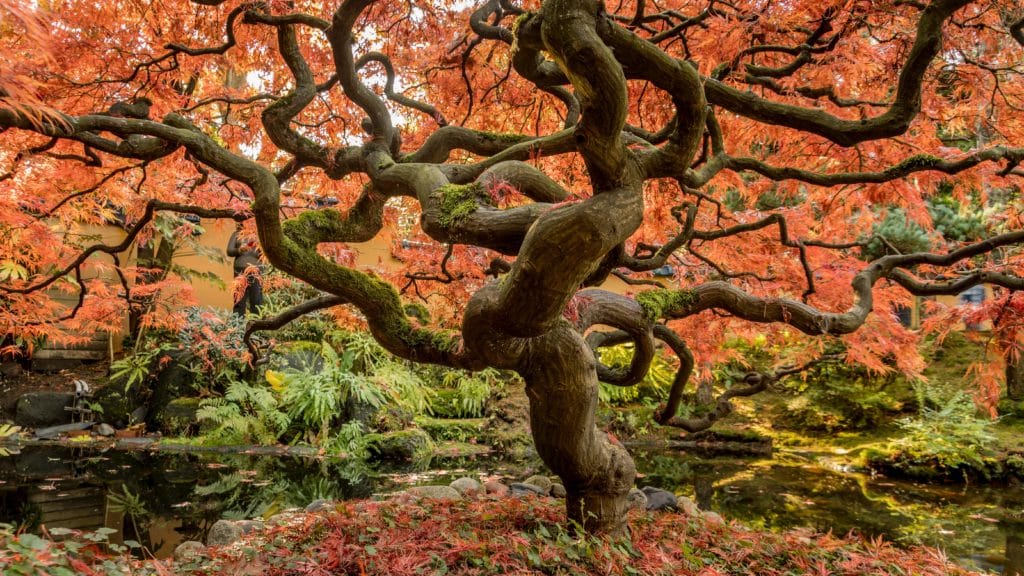 beautiful tree with autumn leaves can be one of the ideas for yoga classes