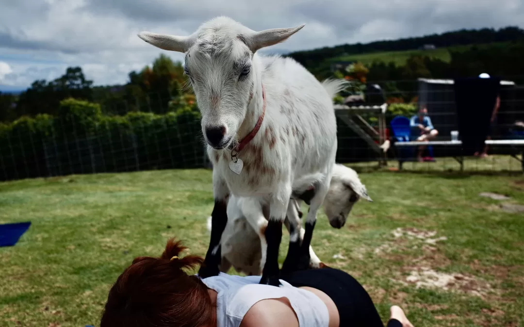 Yoga With Goats! Everything You Need To Know